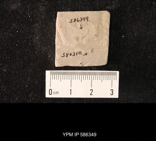 undet. Hymenoptera