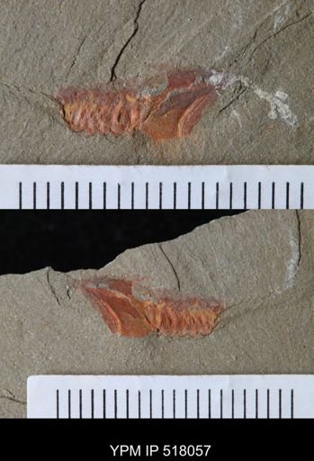 Thoralicystis sp.