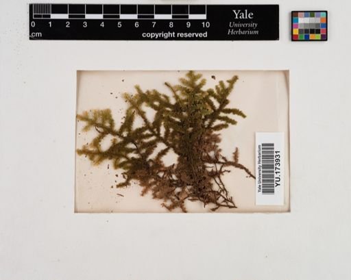 Plantae