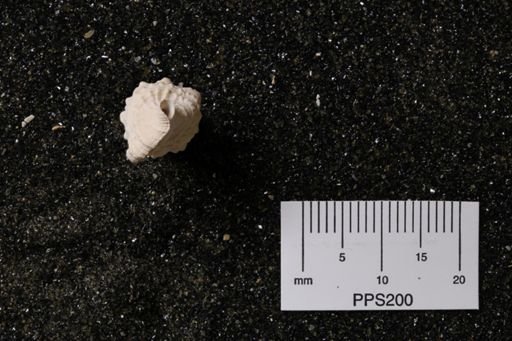 Cerithium caloosaense