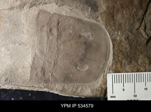 undet. Eurypterida