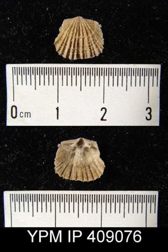 Doleroides sp.