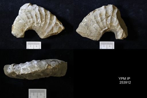 Didymoceras cochleatum