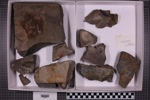 mixed taxa, stratigraphic collection