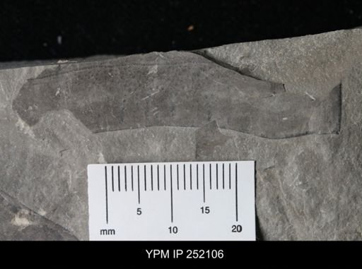 Eurypterus sp.