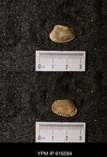 Corbicula?