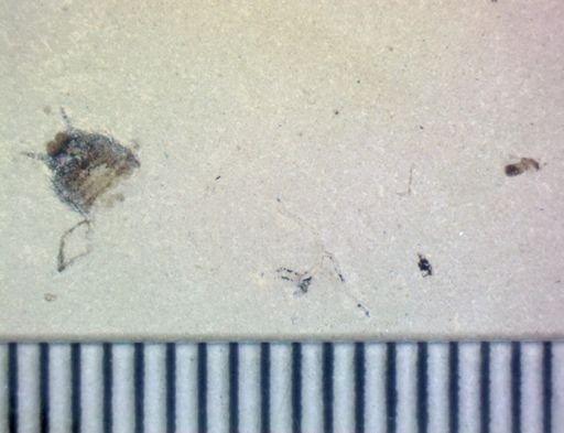 undet. Hemiptera
