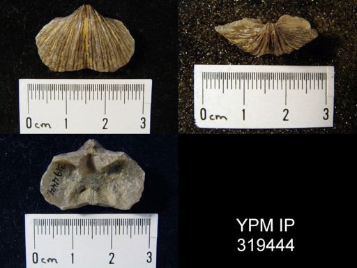 Spirifer cameratus