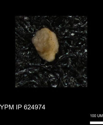 undet. Foraminiferida
