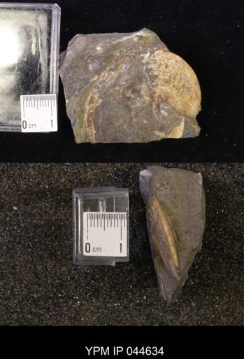 Sphenodiscus lenticularis