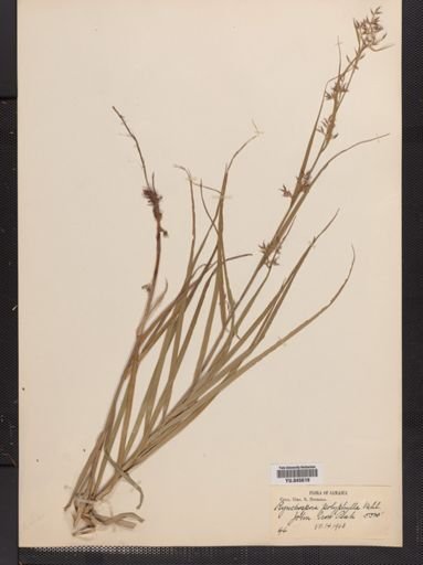 Rhynchospora