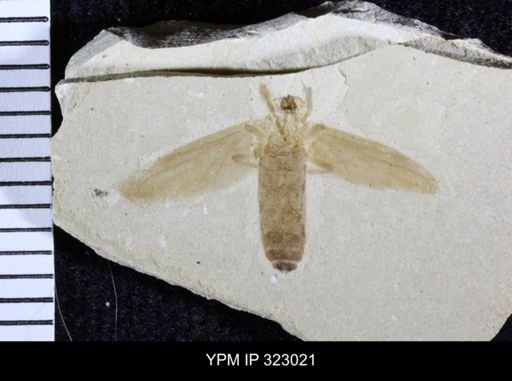 Plecia pealei