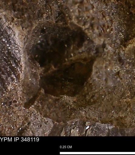undet. Bivalvia