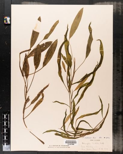 Potamogeton nodosus