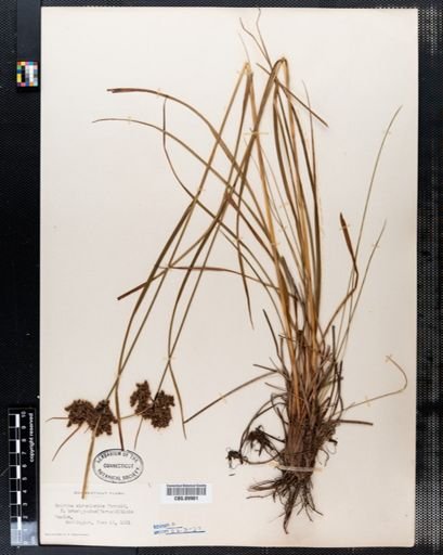 Scirpus atrocinctus