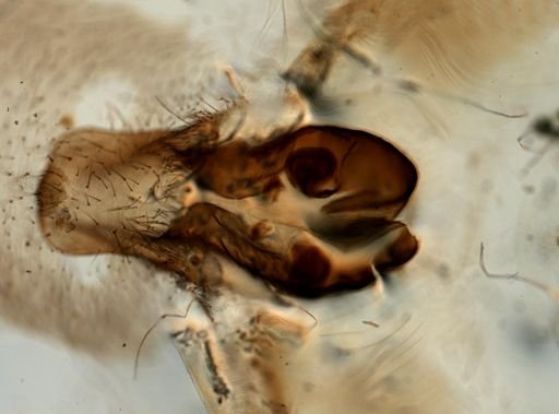 Araneae