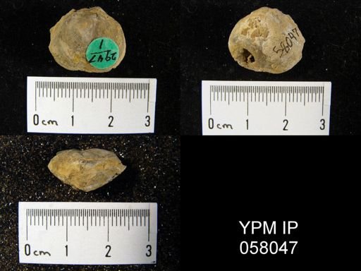 Dalmanella concinna