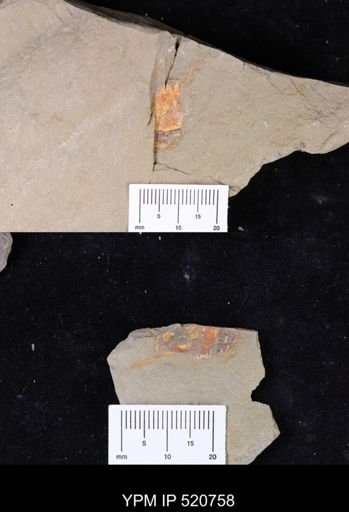 undet. Arthropoda