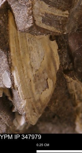 Limopsis striatopunctatus