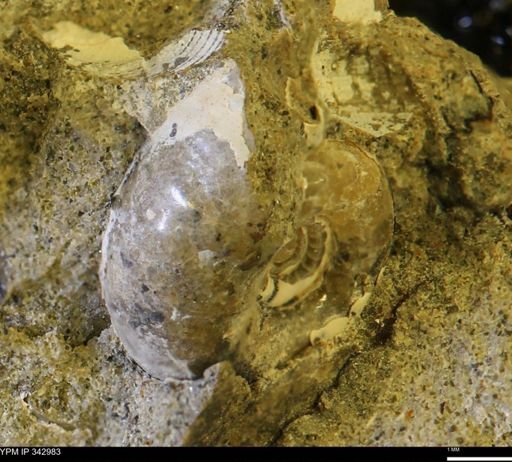 undet. Ammonoidea