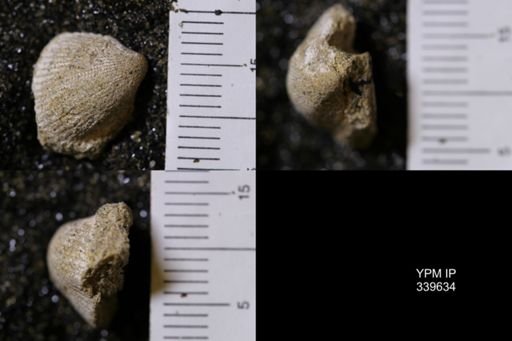 Cardium whitei