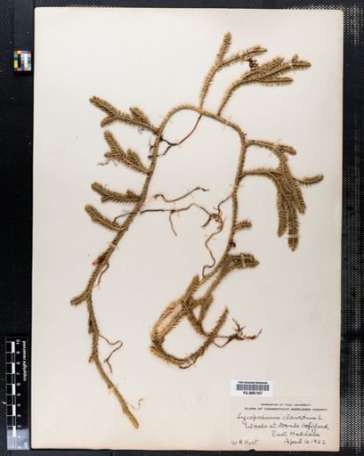 Lycopodium clavatum