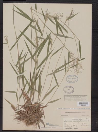 Panicum lanuginosum
