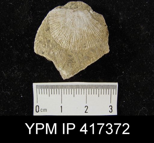 Schuchertella subplana