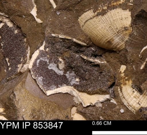 undet. Mollusca