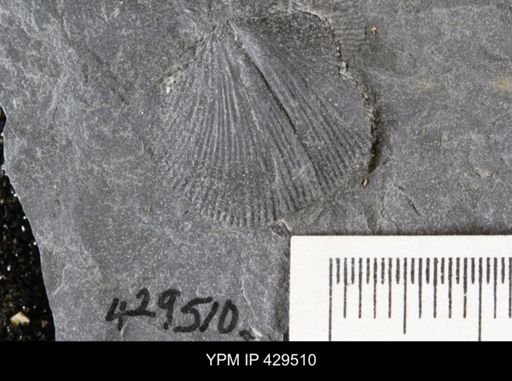 Devonochonetes coronatus