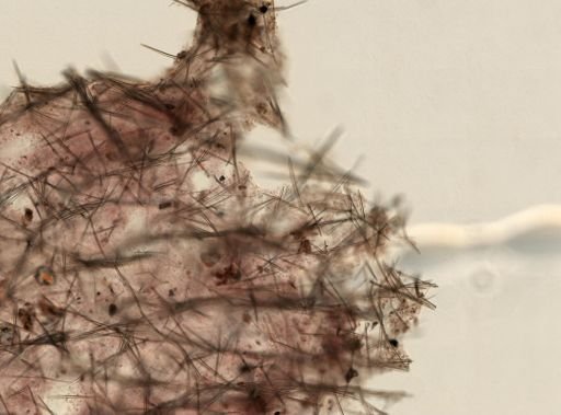 Hemigellius arcofer
