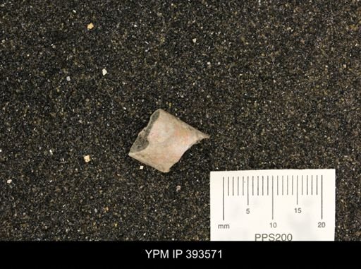 Baculites sp.