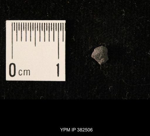 Ambocoelia planoconvexa