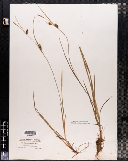 Carex conoidea
