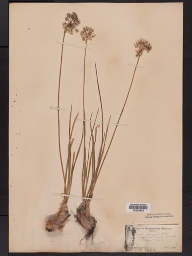 Allium