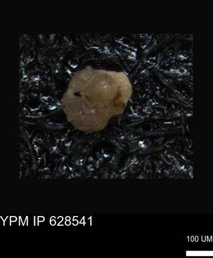 undet. Foraminiferida