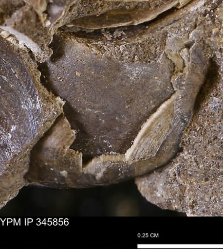 undet. Bivalvia