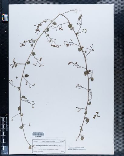 Aeschynomene