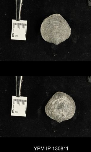 Spinatrypa spinosa
