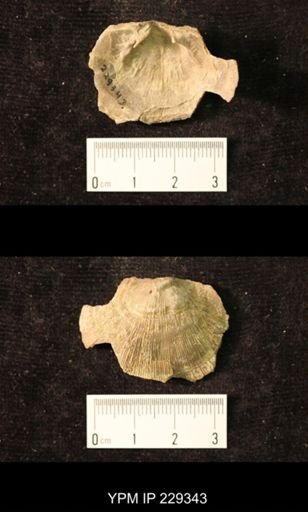 Derbya crassa texana