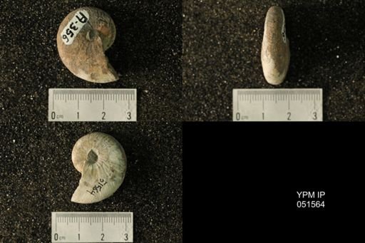 Hoploscaphites nicolletii