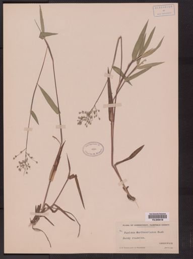 Panicum scribnerianum