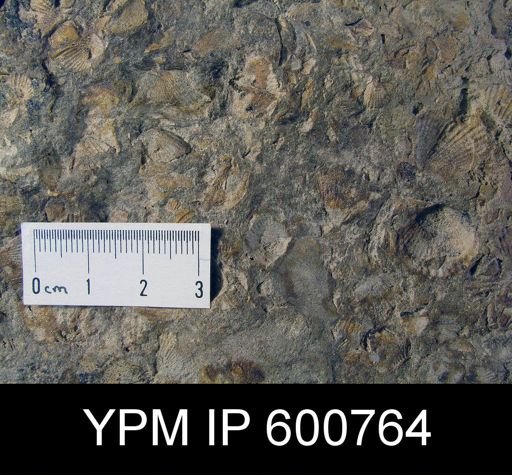 Tropidoleptus carinatus