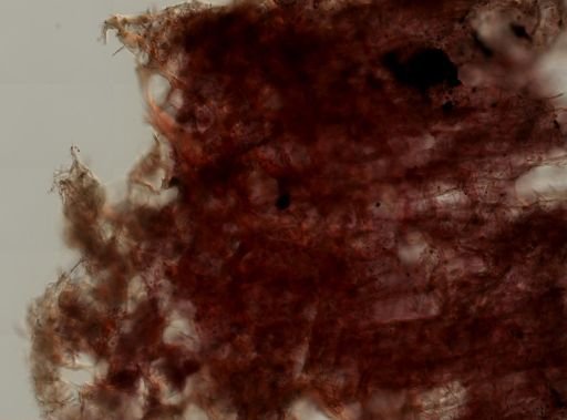 Callyspongia vaginalis