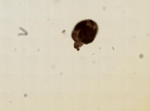 Ecteinascidia turbinata