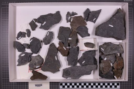 mixed taxa, stratigraphic collection