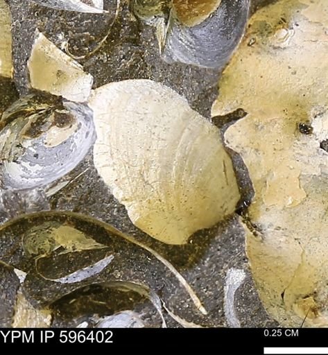 Limopsis striatopunctatus