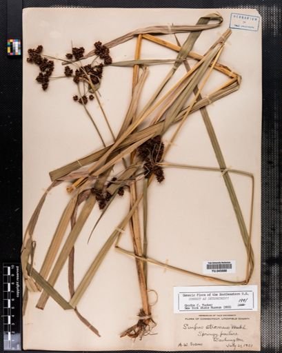 Scirpus atrovirens