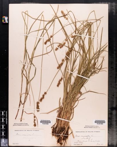 Carex spicata