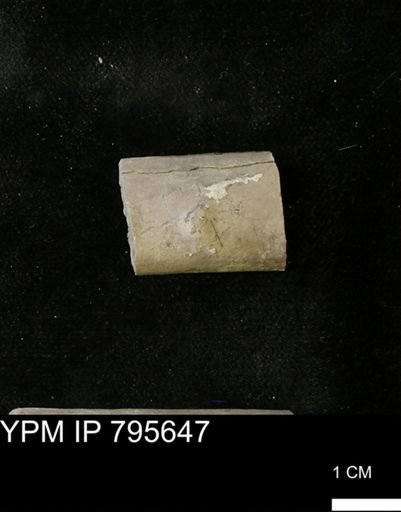Baculites sp.